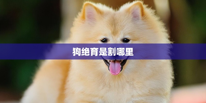 狗绝育是割哪里
