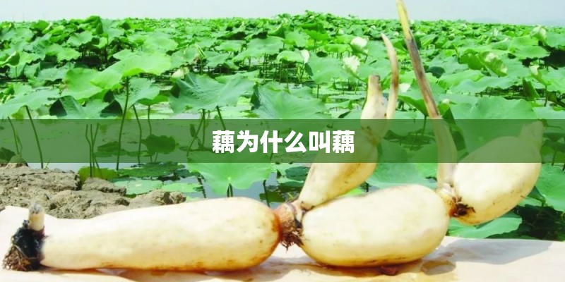 藕为什么叫藕