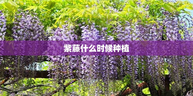 紫藤什么时候种植