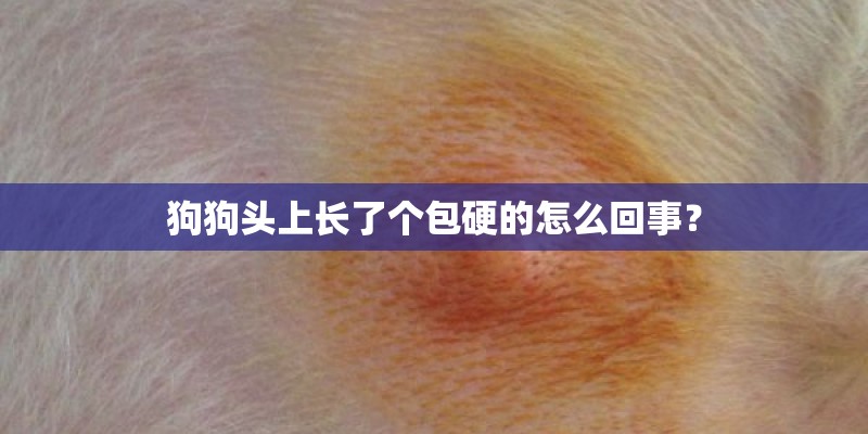 狗狗头上长了个包硬的怎么回事？