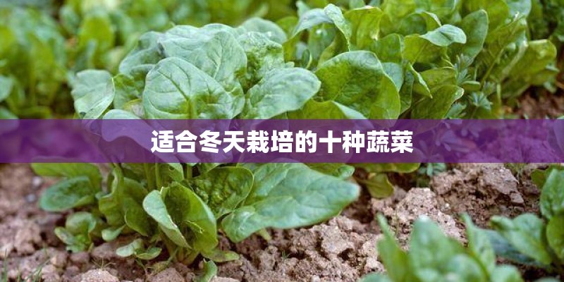 适合冬天栽培的十种蔬菜