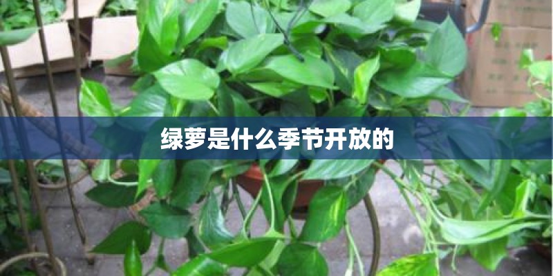 绿萝是什么季节开放的