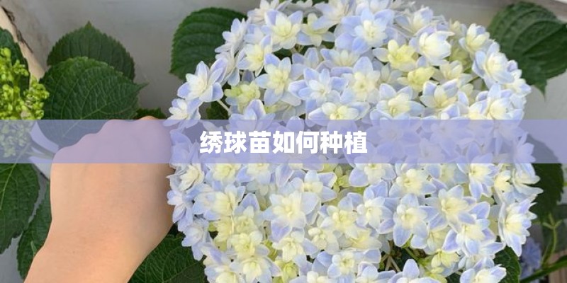 绣球苗如何种植