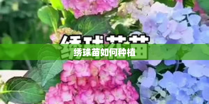绣球苗如何种植