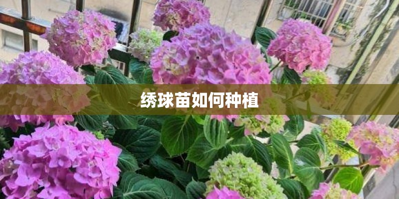 绣球苗如何种植