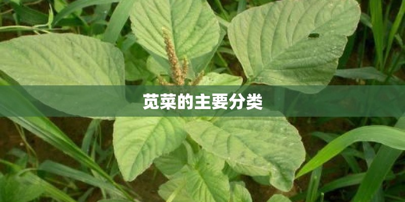 苋菜的主要分类