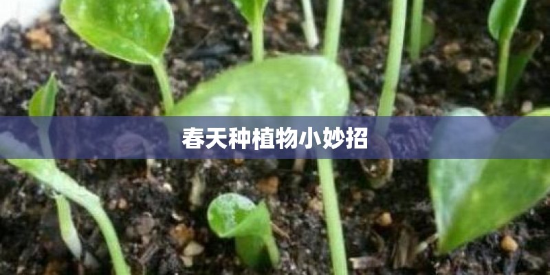 春天种植物小妙招
