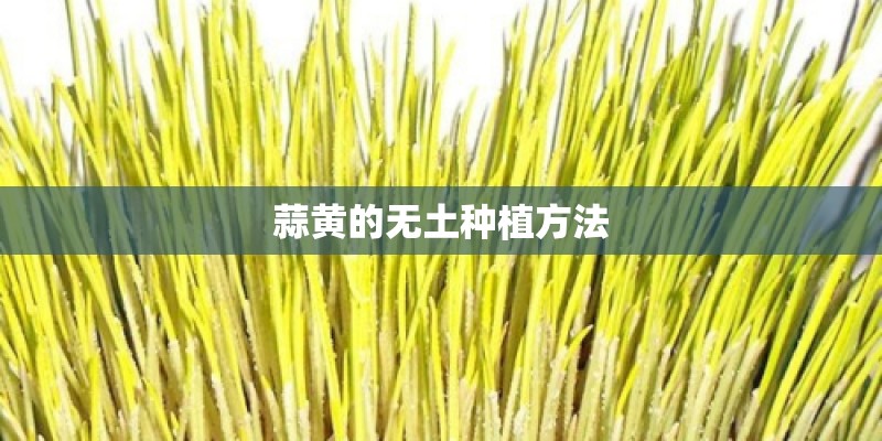 蒜黄的无土种植方法