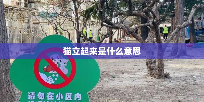 猫立起来是什么意思