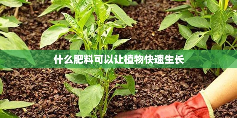什么肥料可以让植物快速生长