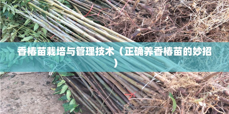 香椿苗栽培与管理技术（正确养香椿苗的妙招）