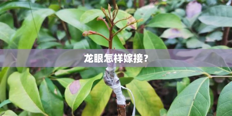 龙眼怎样嫁接？