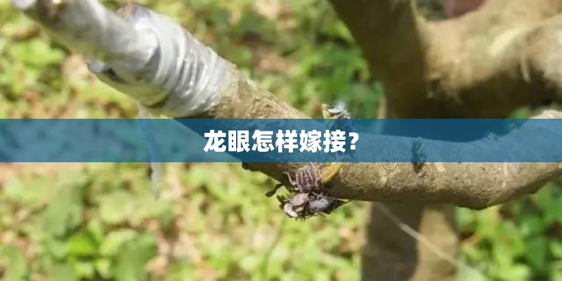 龙眼怎样嫁接？