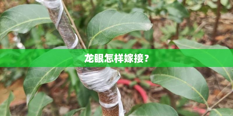 龙眼怎样嫁接？
