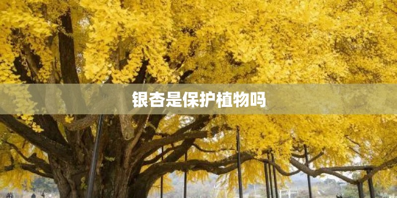 银杏是保护植物吗