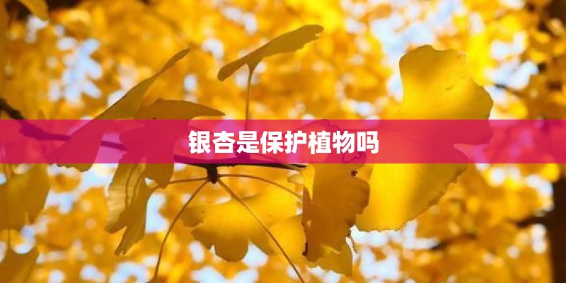 银杏是保护植物吗