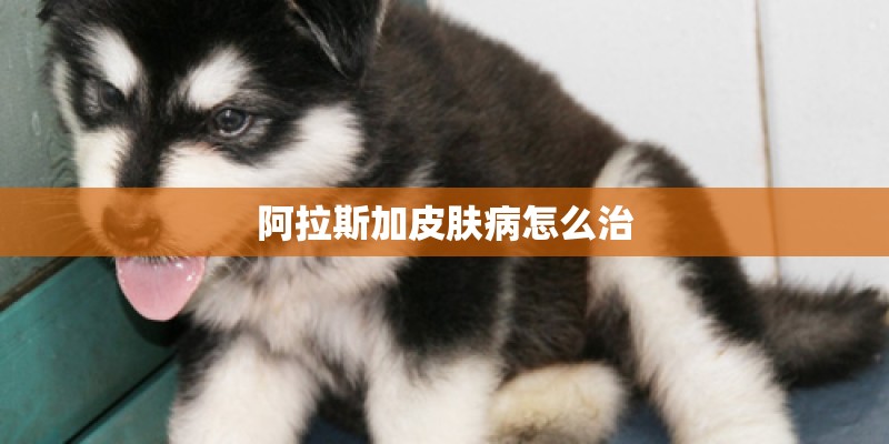 阿拉斯加皮肤病怎么治
