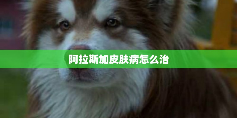 阿拉斯加皮肤病怎么治