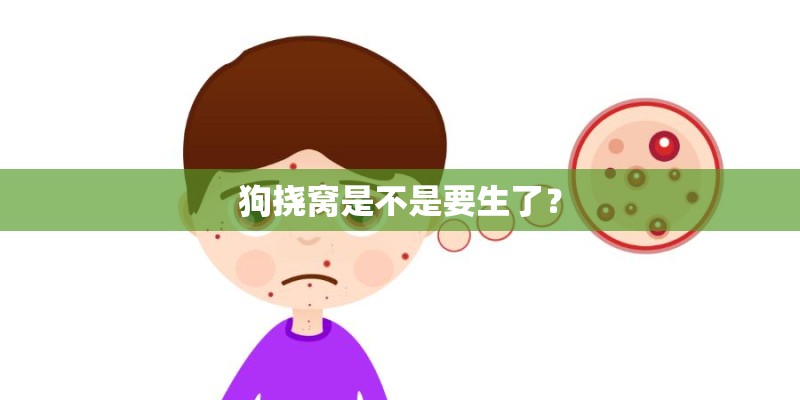 狗挠窝是不是要生了？