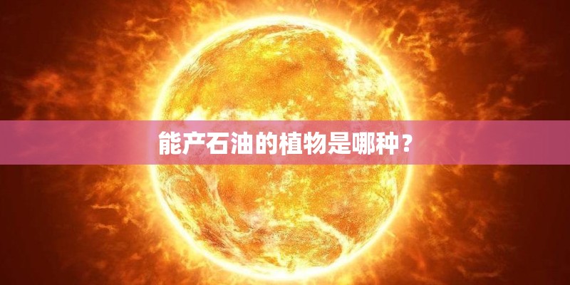 能产石油的植物是哪种？