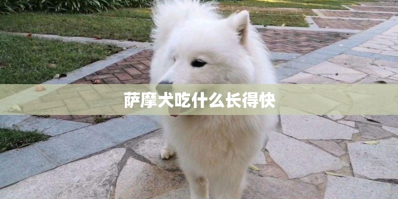 萨摩犬吃什么长得快
