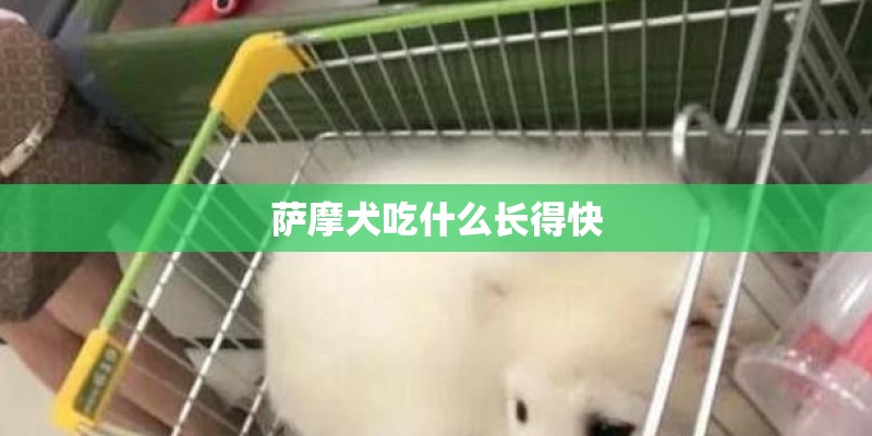 萨摩犬吃什么长得快