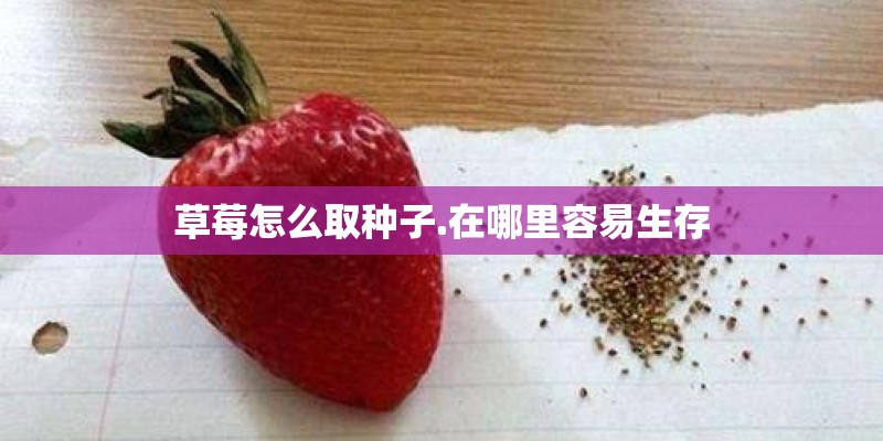 草莓怎么取种子.在哪里容易生存
