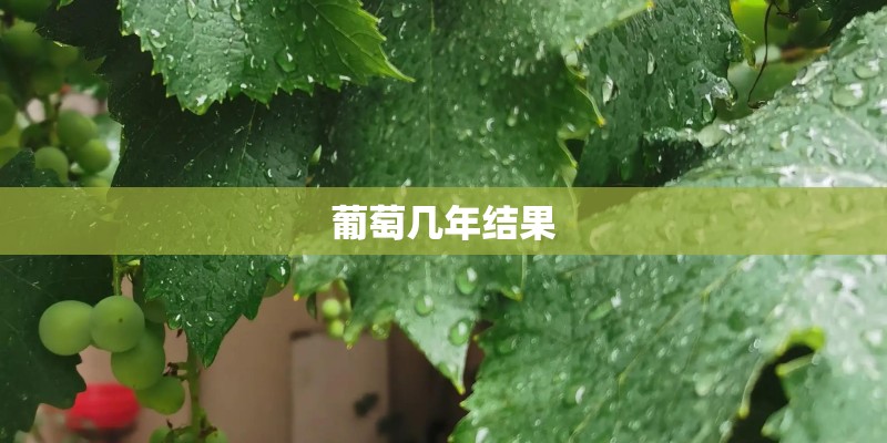 葡萄几年结果