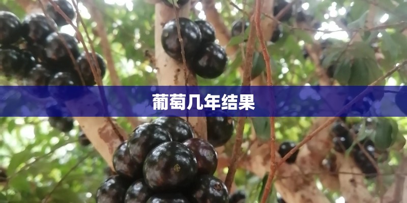 葡萄几年结果