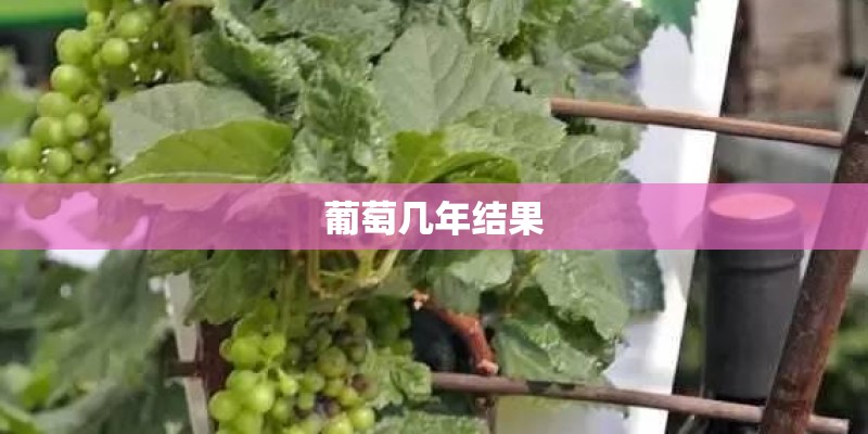 葡萄几年结果