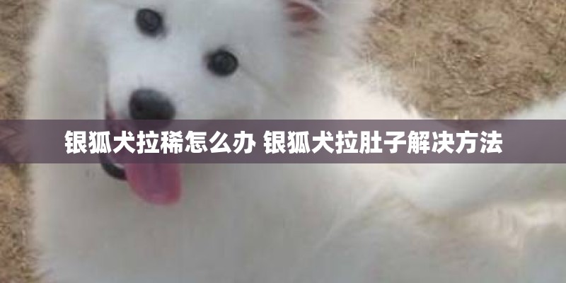 银狐犬拉稀怎么办 银狐犬拉肚子解决方法