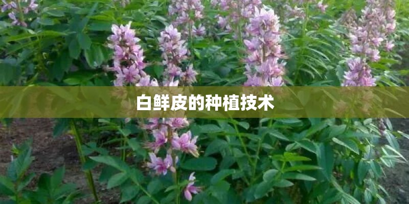 白鲜皮的种植技术