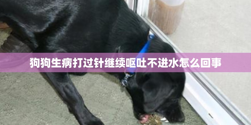 狗狗生病打过针继续呕吐不进水怎么回事