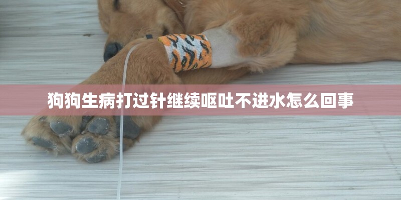 狗狗生病打过针继续呕吐不进水怎么回事