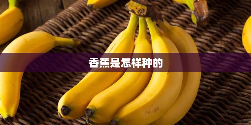 香蕉是怎样种的