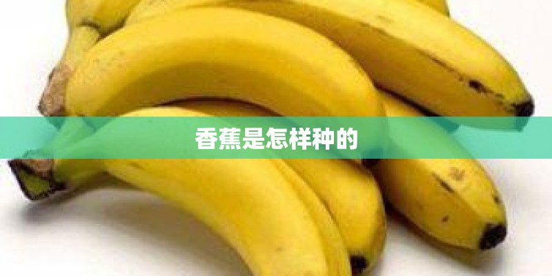 香蕉是怎样种的