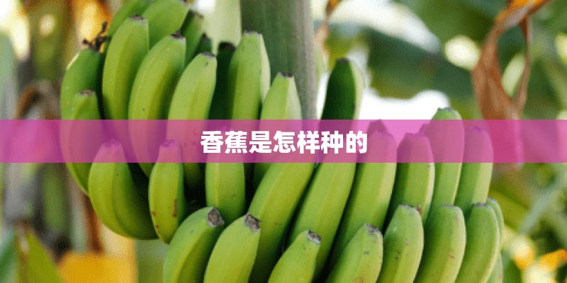 香蕉是怎样种的