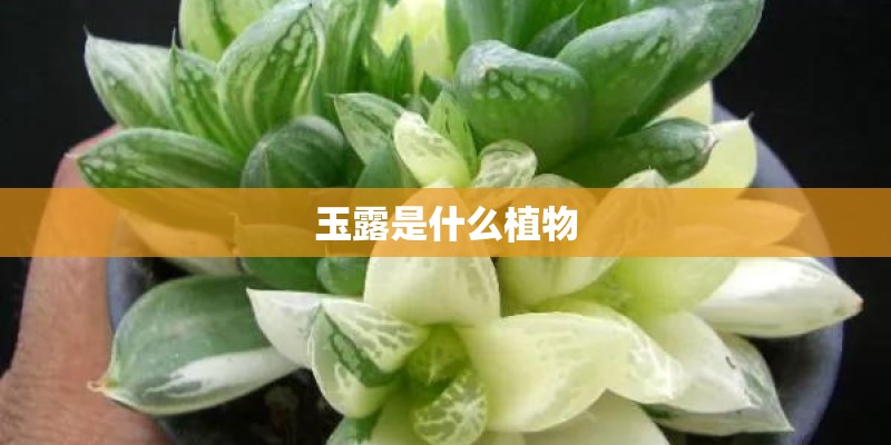 玉露是什么植物