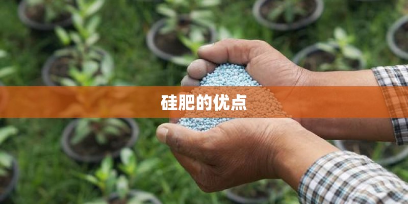 硅肥的优点