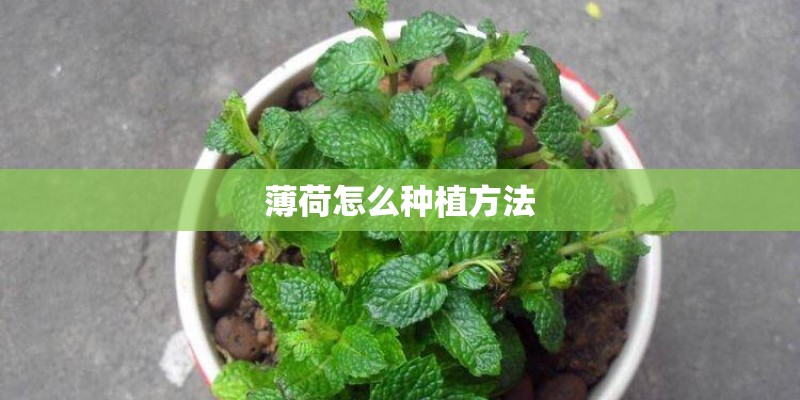 薄荷怎么种植方法