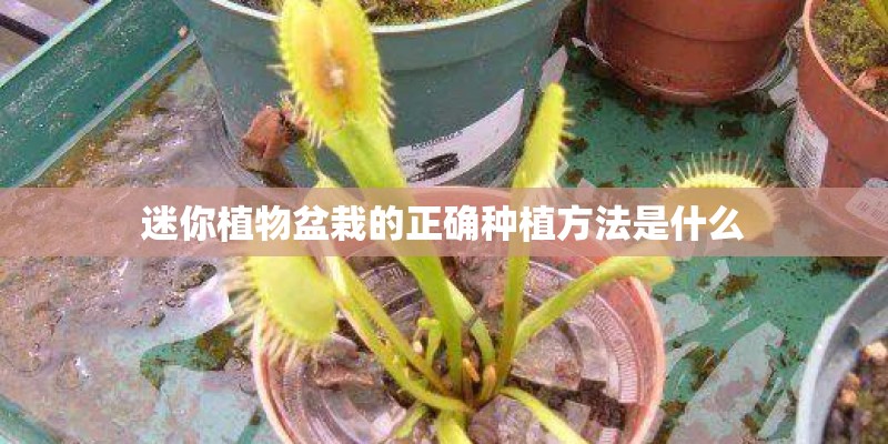迷你植物盆栽的正确种植方法是什么