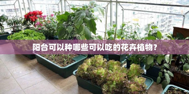 阳台可以种哪些可以吃的花卉植物？