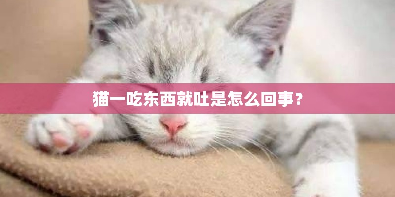 猫一吃东西就吐是怎么回事？