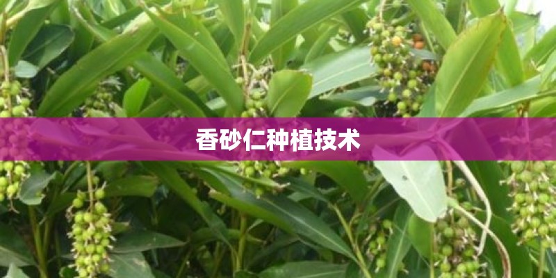 香砂仁种植技术