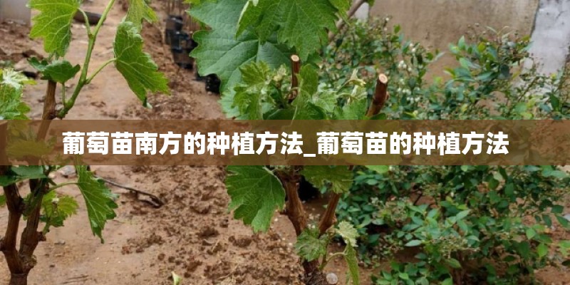 葡萄苗南方的种植方法_葡萄苗的种植方法