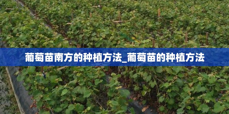葡萄苗南方的种植方法_葡萄苗的种植方法