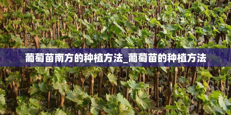 葡萄苗南方的种植方法_葡萄苗的种植方法