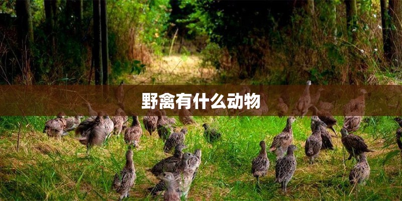 野禽有什么动物