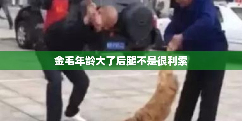 金毛年龄大了后腿不是很利索