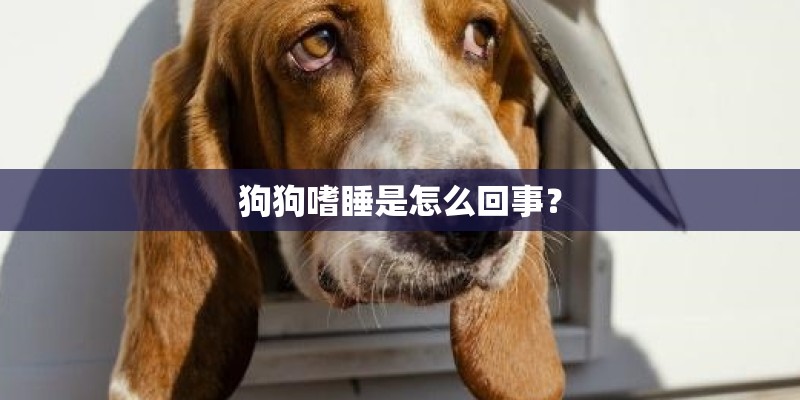 狗狗嗜睡是怎么回事？